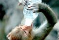 Click image for larger version

Name:	monkey and water bottle.jpg
Views:	192
Size:	29.7 KB
ID:	8967895