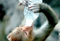 Click image for larger version

Name:	monkey and water bottle.jpg
Views:	173
Size:	29.7 KB
ID:	8967895