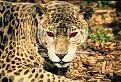 Click image for larger version

Name:	jaguar maya.jpg
Views:	98
Size:	21.3 KB
ID:	8967952