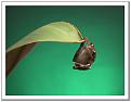 Click image for larger version

Name:	381339-just hangin around-canon g1.jpg
Views:	203
Size:	74.0 KB
ID:	8968389
