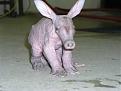 Click image for larger version

Name:	aardvark.jpeg.jpg
Views:	160
Size:	11.7 KB
ID:	8973058