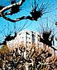 Click image for larger version

Name:	evans and london plane trees.jpg
Views:	131
Size:	36.0 KB
ID:	8973763