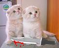 Click image for larger version

Name:	kittens.jpg
Views:	370
Size:	9.2 KB
ID:	8974739