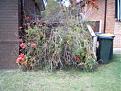 Click image for larger version

Name:	garden05s.jpg
Views:	383
Size:	43.6 KB
ID:	8974961