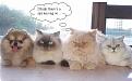 Click image for larger version

Name:	spy01.jpg
Views:	120
Size:	79.1 KB
ID:	8975233