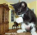 Click image for larger version

Name:	bigkitty.jpg
Views:	87
Size:	8.8 KB
ID:	8975653