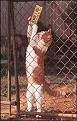 Click image for larger version

Name:	beware_of_dogs.jpg
Views:	190
Size:	34.3 KB
ID:	8975805