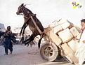 Click image for larger version

Name:	donkey_vyee.jpg
Views:	180
Size:	15.5 KB
ID:	8975819
