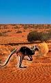 Click image for larger version

Name:	kangaroo01.jpg
Views:	146
Size:	10.2 KB
ID:	8976749