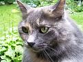 Click image for larger version

Name:	cats 028b.jpg
Views:	108
Size:	76.9 KB
ID:	8976882