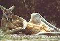 Click image for larger version

Name:	lounging%20kangaroo.jpg
Views:	124
Size:	14.4 KB
ID:	8977561