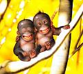 Click image for larger version

Name:	cute-monkeys.jpg
Views:	126
Size:	52.1 KB
ID:	8978329