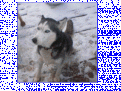 Click image for larger version

Name:	willow2.gif
Views:	271
Size:	32.1 KB
ID:	8978624