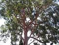 Click image for larger version

Name:	a great tree.jpg
Views:	80
Size:	164.4 KB
ID:	8978714
