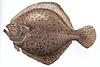 Click image for larger version

Name:	turbot.jpg
Views:	318
Size:	19.9 KB
ID:	8979204