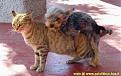 Click image for larger version

Name:	dogcat.jpg
Views:	208
Size:	18.0 KB
ID:	8979427