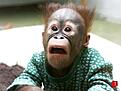 Click image for larger version

Name:	shockedmonkey.gif
Views:	101
Size:	26.9 KB
ID:	8979487