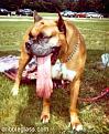 Click image for larger version

Name:	tongue-dog.jpg
Views:	51
Size:	15.4 KB
ID:	8979497