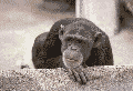 Click image for larger version

Name:	ape_shaking head no.gif
Views:	81
Size:	34.0 KB
ID:	8979500