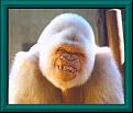 Click image for larger version

Name:	monkey31.jpg
Views:	150
Size:	26.2 KB
ID:	8980229
