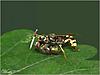 Click image for larger version

Name:	knifewasp.jpg
Views:	153
Size:	21.1 KB
ID:	8980994