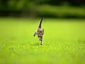 Click image for larger version

Name:	kitten.jpg
Views:	95
Size:	14.7 KB
ID:	8981277