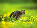 Click image for larger version

Name:	kitten.jpg
Views:	83
Size:	22.8 KB
ID:	8981768