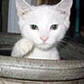 Click image for larger version

Name:	cs5.jpg
Views:	233
Size:	13.4 KB
ID:	8982694