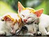 Click image for larger version

Name:	kittens.jpg
Views:	107
Size:	27.8 KB
ID:	8982808