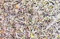 Click image for larger version

Name:	pollock.jpg
Views:	317
Size:	278.3 KB
ID:	8982819