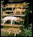 Click image for larger version

Name:	redneck dawgs.jpg
Views:	107
Size:	18.2 KB
ID:	8983002