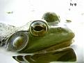Click image for larger version

Name:	rp-frog2.jpg
Views:	202
Size:	20.8 KB
ID:	8983197