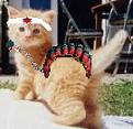 Click image for larger version

Name:	cat.jpg
Views:	169
Size:	6.1 KB
ID:	8983213