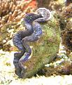Click image for larger version

Name:	clam.jpg
Views:	213
Size:	29.4 KB
ID:	8983958