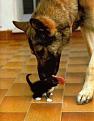 Click image for larger version

Name:	dog cleaning kitten.jpg
Views:	178
Size:	31.4 KB
ID:	8984012