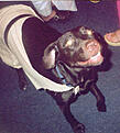 Click image for larger version

Name:	growlee-togadog.jpg
Views:	87
Size:	31.2 KB
ID:	8984080