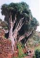 Click image for larger version

Name:	tree.jpg
Views:	121
Size:	84.2 KB
ID:	8984922
