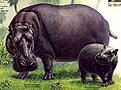 Click image for larger version

Name:	hippo3.jpg
Views:	133
Size:	21.0 KB
ID:	8985504