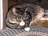 Click image for larger version

Name:	cat.jpg
Views:	132
Size:	44.4 KB
ID:	8985544