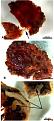Click image for larger version

Name:	dino-tissue.jpg
Views:	237
Size:	16.1 KB
ID:	8986244