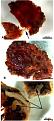 Click image for larger version

Name:	dino-tissue.jpg
Views:	215
Size:	16.1 KB
ID:	8986244