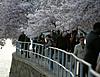 Click image for larger version

Name:	capt.dclj10104090153.dc_cherry_blossoms_dclj101.jpg
Views:	150
Size:	25.0 KB
ID:	8986735