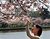 Click image for larger version

Name:	capt.wx12004062113.cherry_blossoms_wx120.jpg
Views:	138
Size:	30.6 KB
ID:	8986738