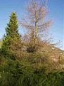 Click image for larger version

Name:	larch.jpg
Views:	136
Size:	18.7 KB
ID:	8987573