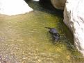 Click image for larger version

Name:	redrockdogswim.jpg
Views:	193
Size:	124.0 KB
ID:	8987865