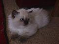 Click image for larger version

Name:	kitten.jpg
Views:	93
Size:	31.0 KB
ID:	8987992