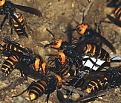 Click image for larger version

Name:	hornets.jpg
Views:	166
Size:	16.4 KB
ID:	8988099