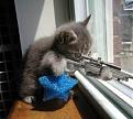 Click image for larger version

Name:	cat sniper.jpg
Views:	91
Size:	32.6 KB
ID:	8988678