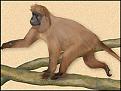 Click image for larger version

Name:	_41163567_monkey_203.jpg
Views:	136
Size:	10.7 KB
ID:	8993534