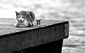 Click image for larger version

Name:	your moggy.jpg
Views:	66
Size:	47.4 KB
ID:	8994266